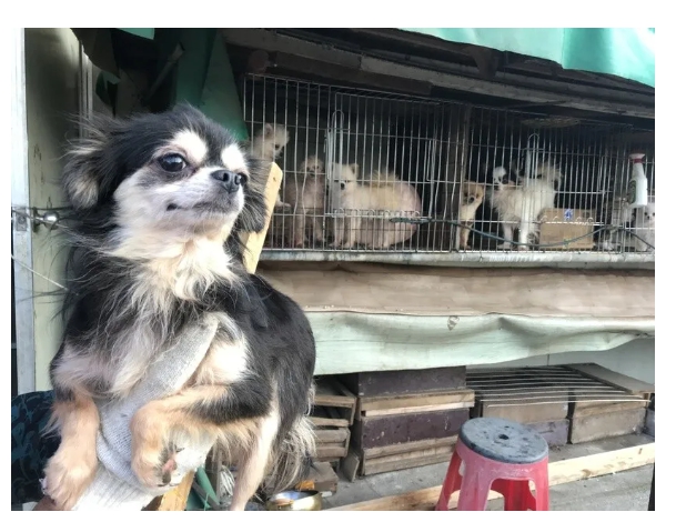 상업적 번식과 구매의 그늘