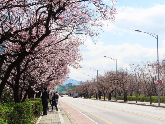 벚꽃 축제
