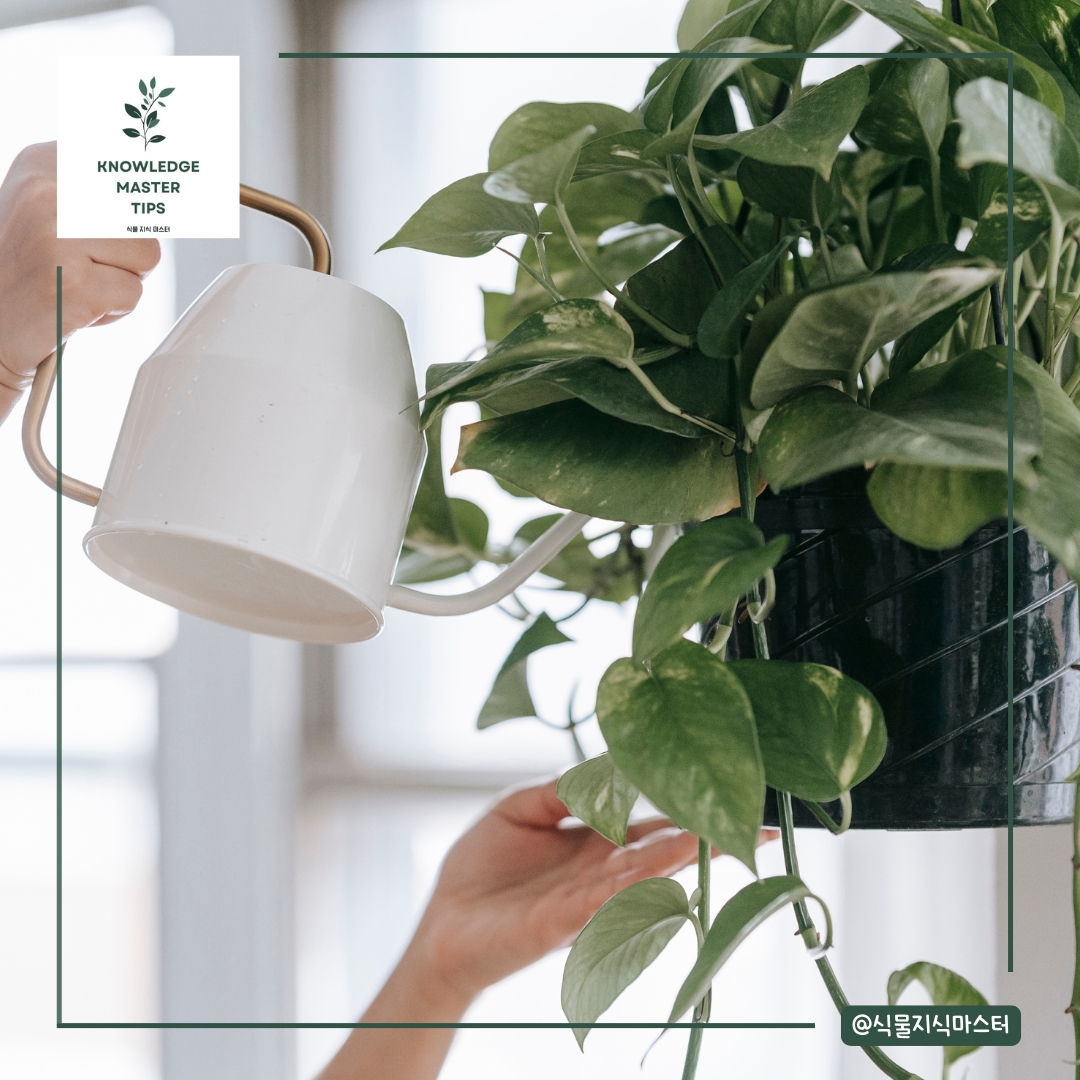 분갈이 직후 물 주는 실수