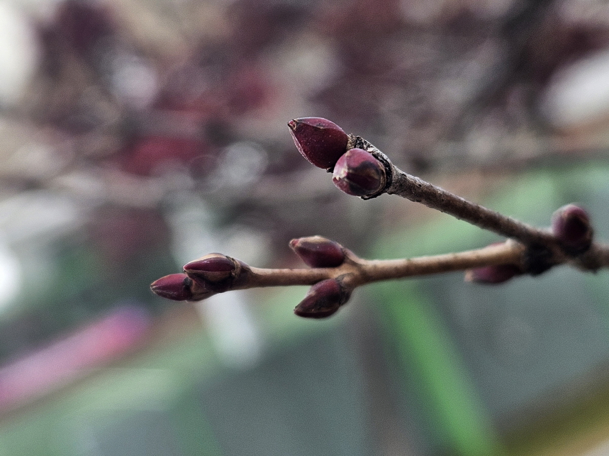 계수나무 겨울눈2