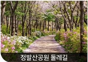 일산 벚꽃