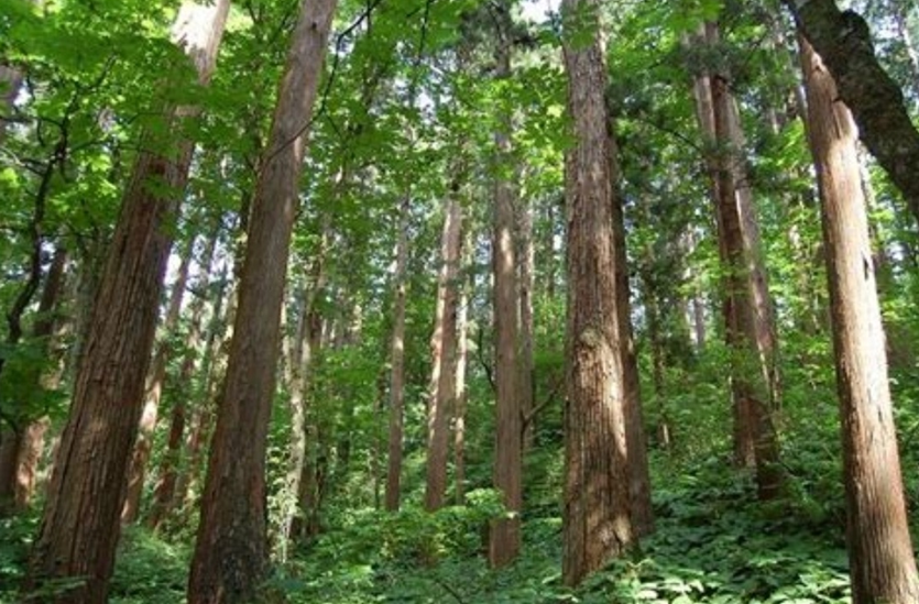 일본 삼나무(스기나무) 숲