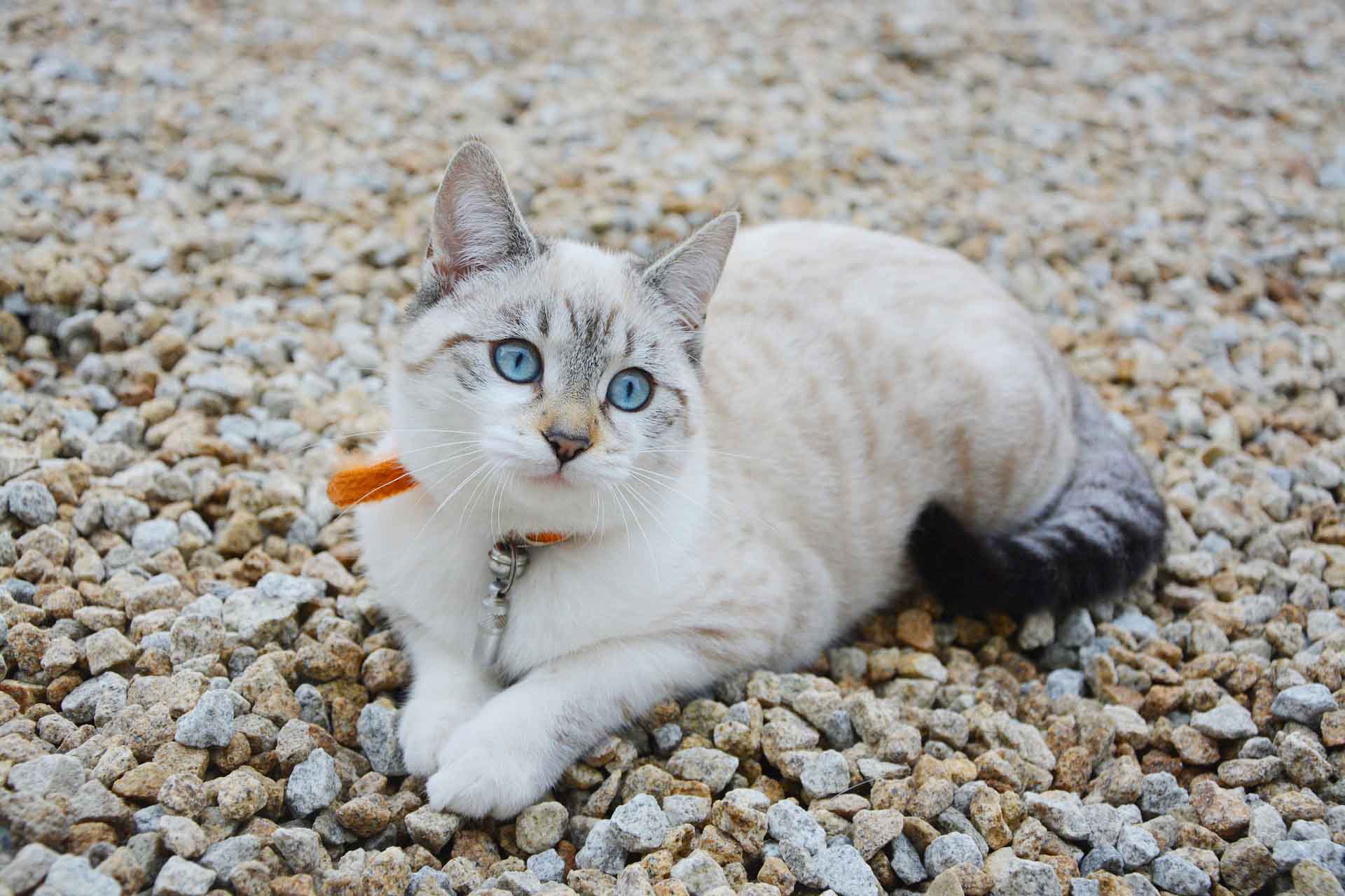 산책 고양이 관련 사진