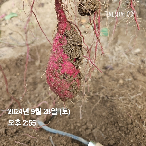 고구마