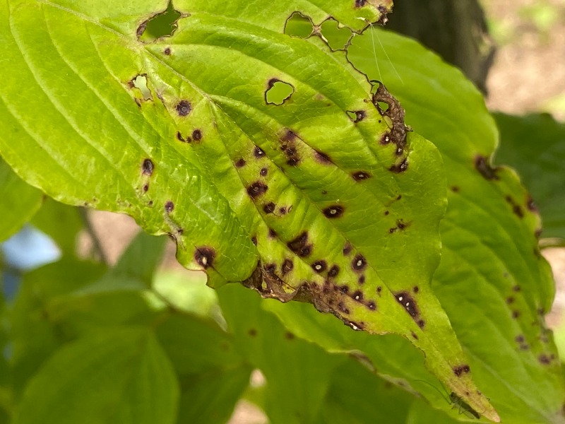 산수유 두창병-2