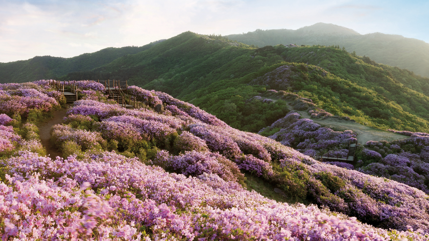 2025년 4월 국내 여행지 추천! 봄꽃과 함께 떠나는 최고의 여행지