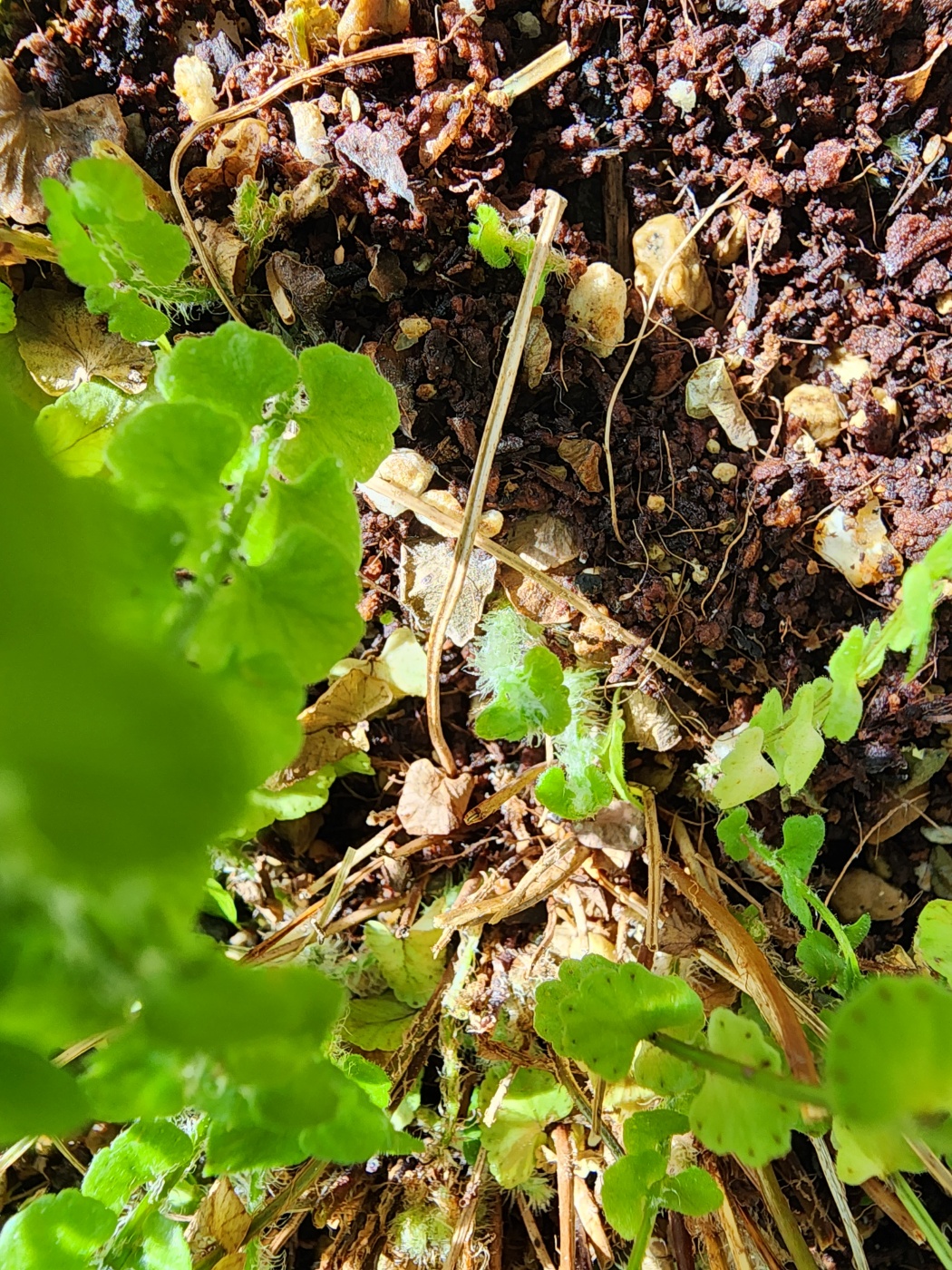 구석구석에서 발견되는 새순들
