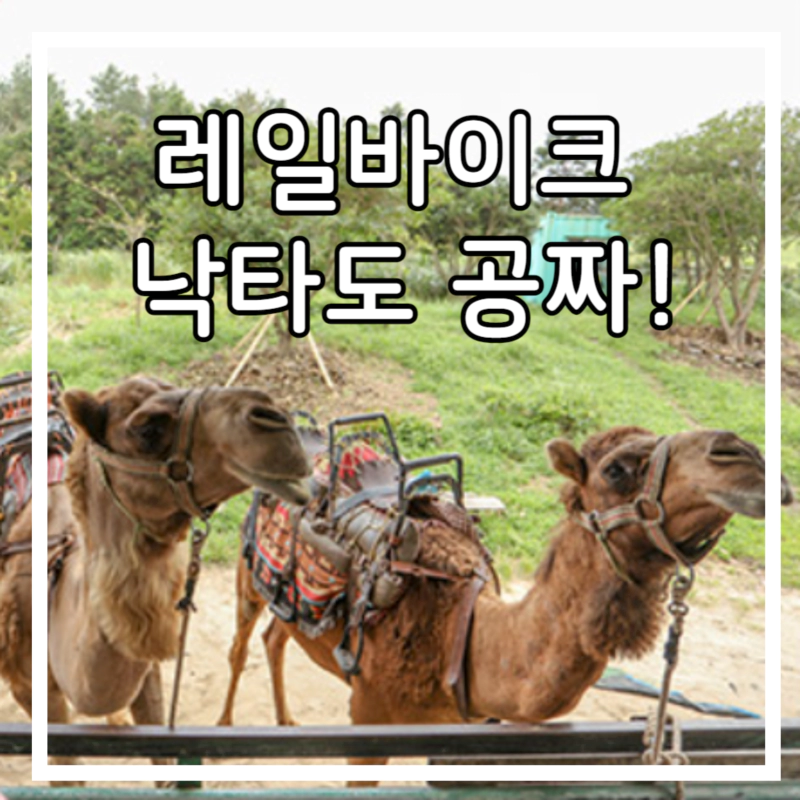 낙타 두마리가 서 있다.