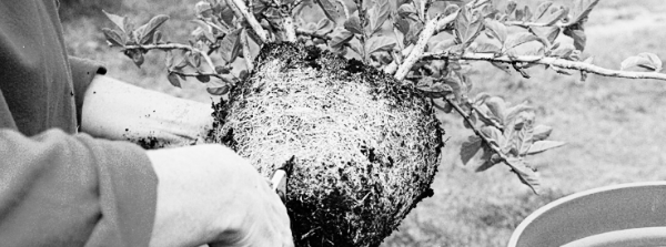 식물 원예 필수 지식 모음