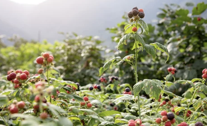 복분자 수확모습