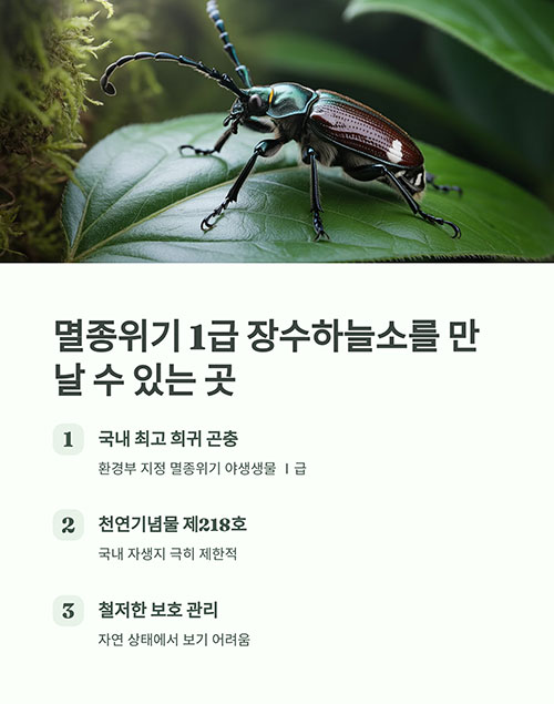 희귀 곤충 장수하늘소, 어디서 볼 수 있을까?