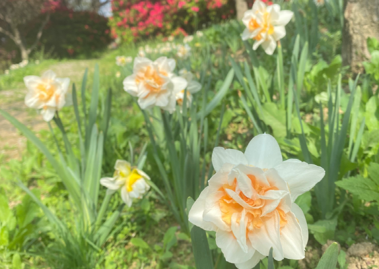 피나클랜드 수목원