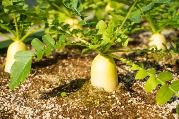 무 재배 솎아주기 토양 소독 비닐 멀칭_2