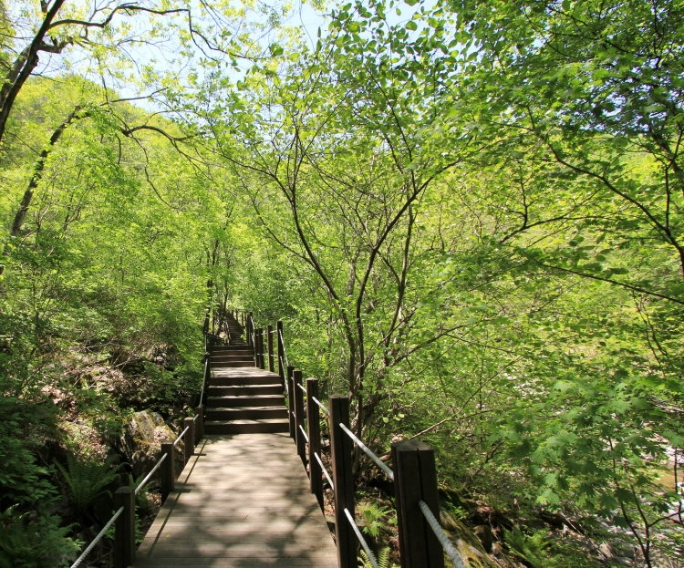 강씨봉 자연휴양림