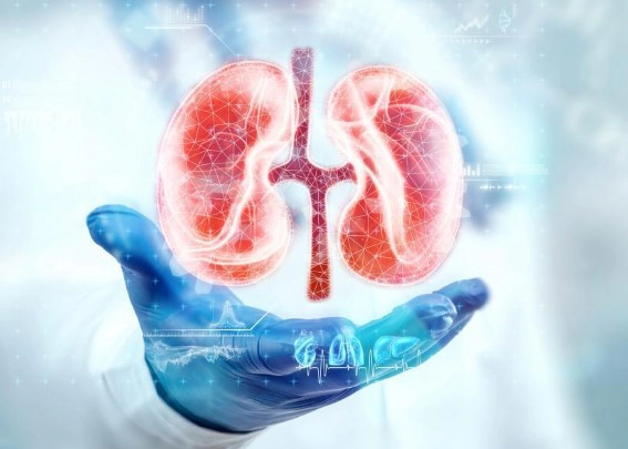 신장 영양제 성분 추천 (성분 주의사항 Tip)