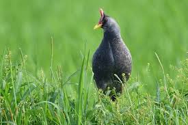 우드퍼드 뜸부기의 번식기 행동 변화를 내가 어떻게 이해했는가