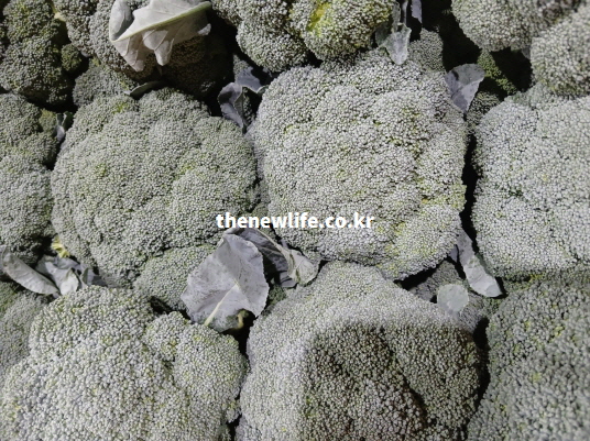 면역력 강화 효능에 도움을 주는 비타민 C와 항산화 성분이 풍부한 신선한 브로콜리 실물 사진