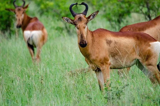 중부지방 들깨 파종시기 및 재배법 농사 팁 정리_8