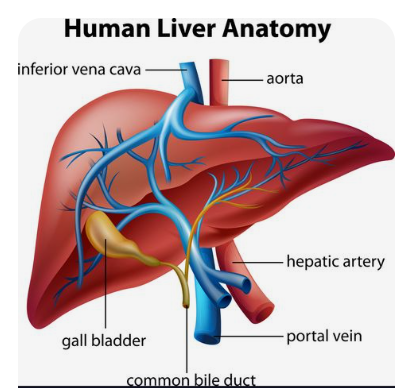 간의-구조와-기능