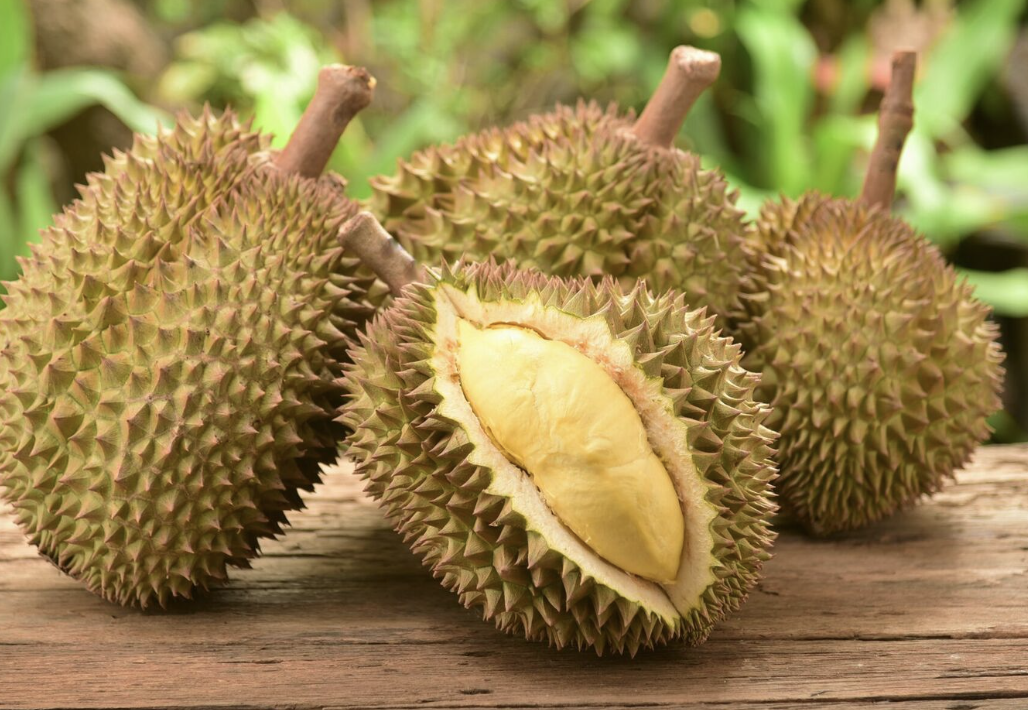두리안 효능