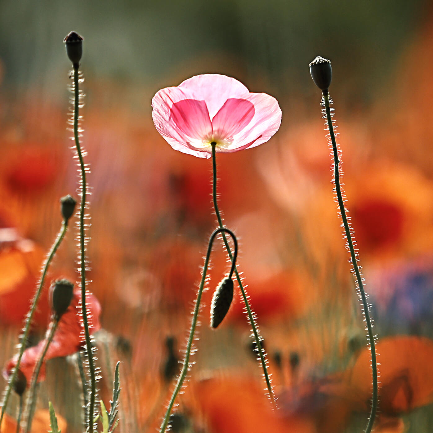 원주 용수골꽃양귀비축제