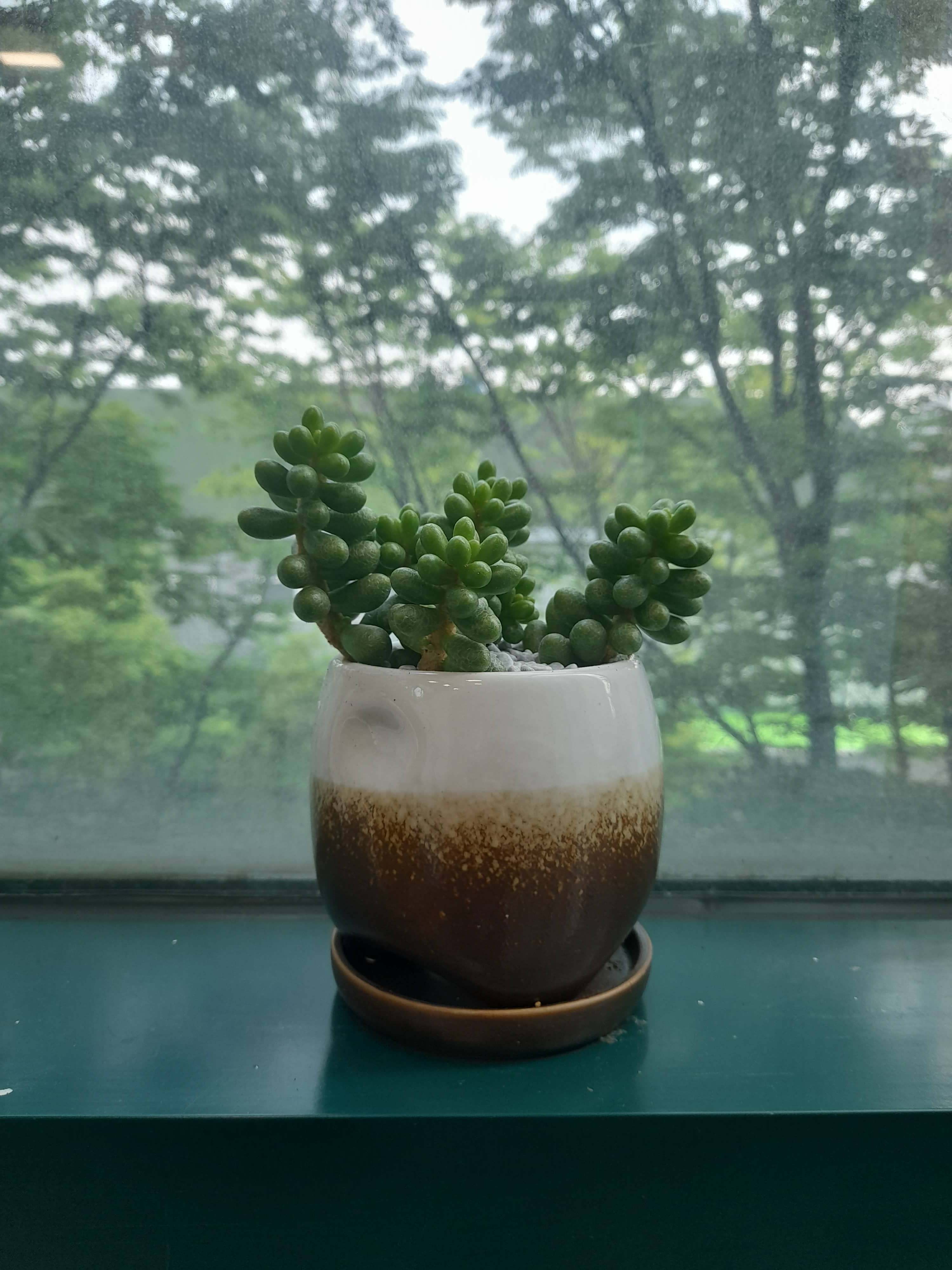 다육식물, 운치가 있네요