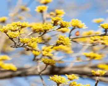 구례 산수유축제_25