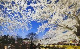 경상북도 연화지 벚꽃 벚꽃 명소 베스트 5 벚꽃시기 만개시기 드라이브 코스