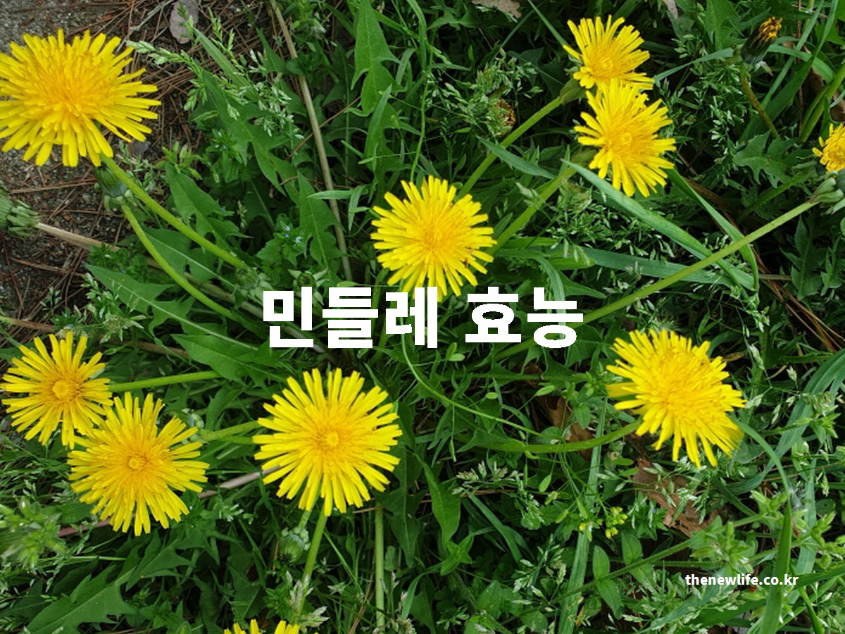 민들레 효능 대표 사진