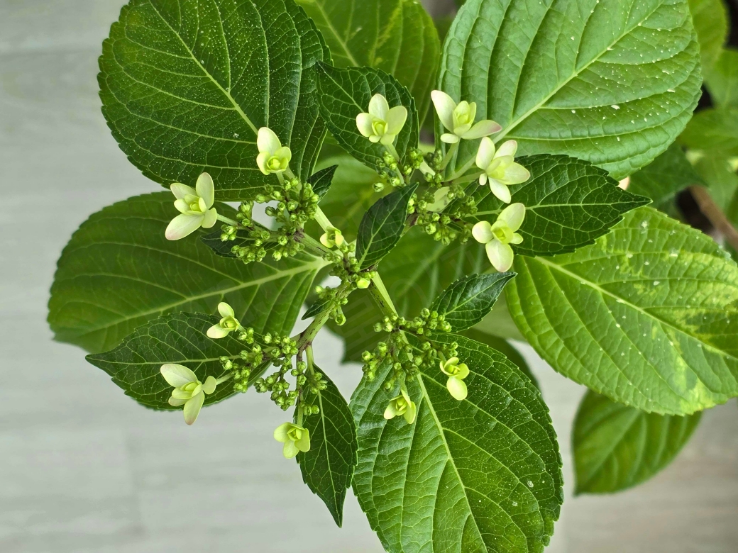 작은 별수국 꽃