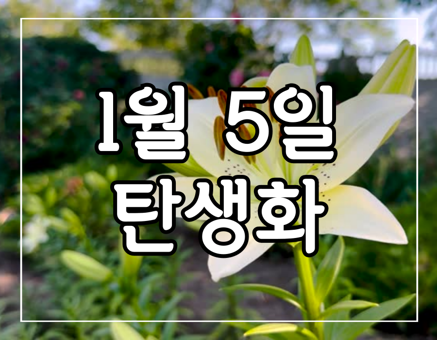 이 이미지는 1월 5일 탄생화 백합 꽃말 선물하기에 관한 포스팅의 대표 이미지입니다.