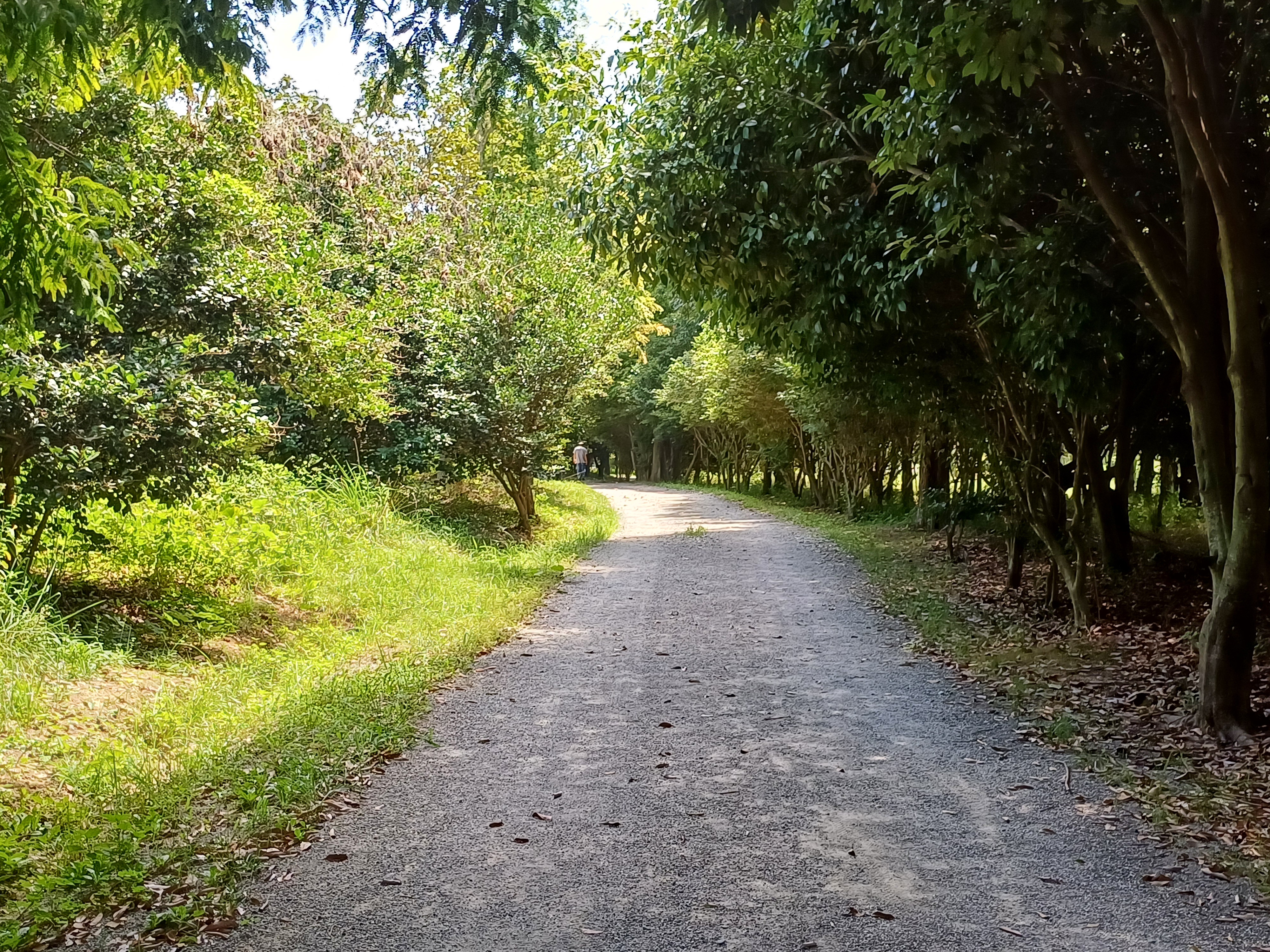 forest path