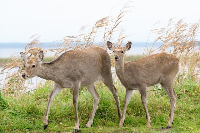 들깨 파종시기 바로 보기 3