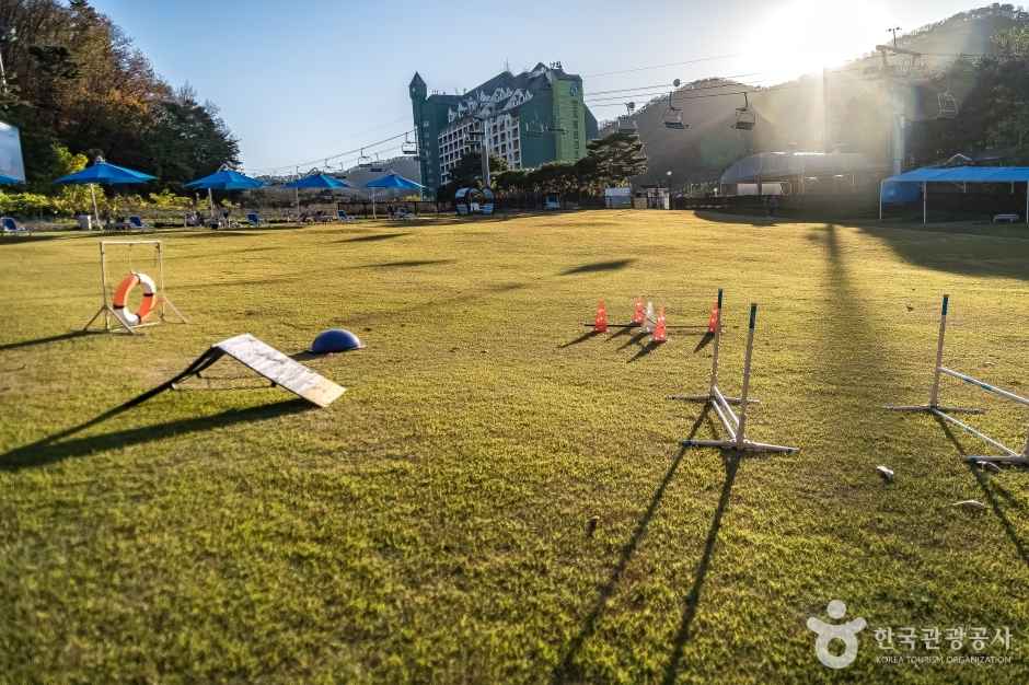 용인 양지파인펫파크