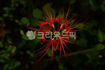 꽃무릇과 상사화 차이 요약 정리를 한눈에_22