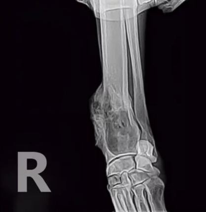 강아지 X-ray/출처:어도비스톡