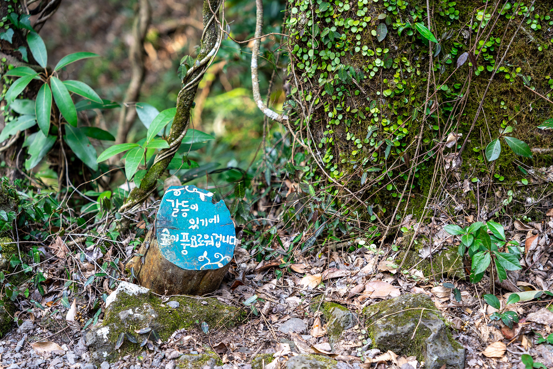 환상숲 곶자왈 공원