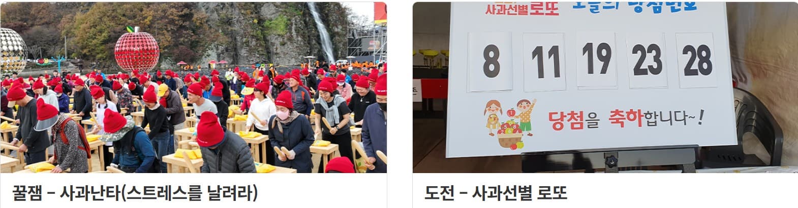 2025 청송 사과축제: 청정 자연 속에서 만나는 최고의 사과