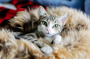 이쪽을 바라보는 고양이