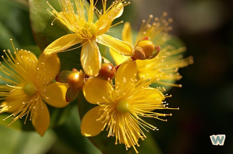 세인트존스워트 노란 꽃과 열매가 피어있는 모습, 갱년기 수면장애 개선에 도움되는 천연 허브 via canva