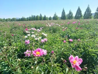 핫들생태공원 합천 산청 진달래축제_26