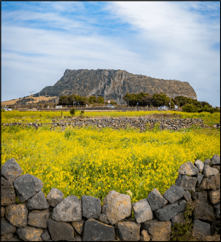 24년-유채꽃-개화시기-유채꽃명소-안내