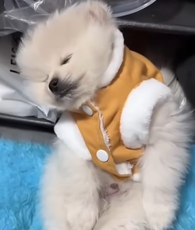 귀여운 댕댕이들의 졸음 영상 소개