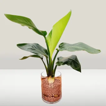 수경재배 준비 병선택 뿌리관리 액비투여 물갈이주기 가이드_36