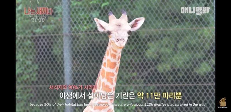 아기 기린 사진