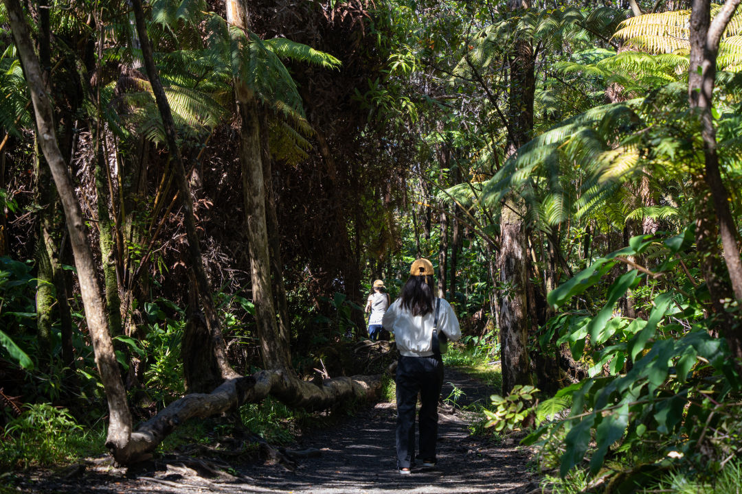 칼라우에아 이키 전망대 열대우림