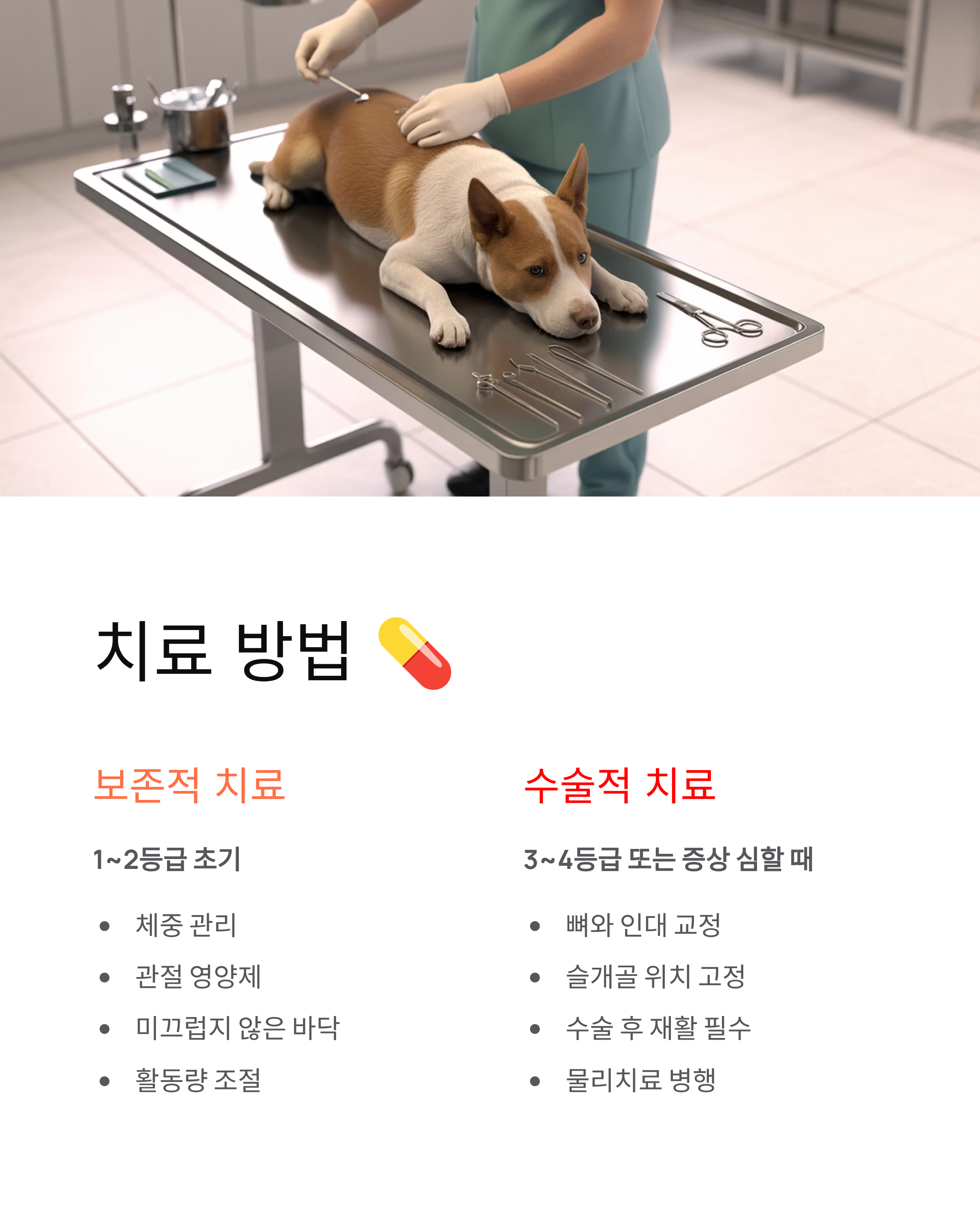강아지 슬개골탈구 - 증상과 치료법, 우리 아이 다리 절뚝거린다면? 🐕