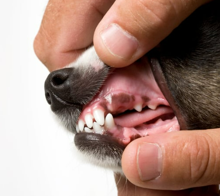 강아지 잇몸 염증, 왜 생기고 어떻게 관리해야 할까?