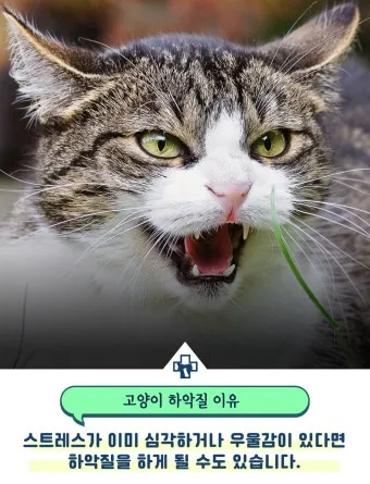 고양이 하악질하는 이유, 새끼 고양이 하악질_33