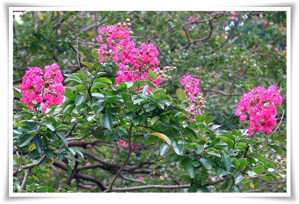 화초 "배롱나무" 한여름 100일 동안 피어나는 정원의 보석!